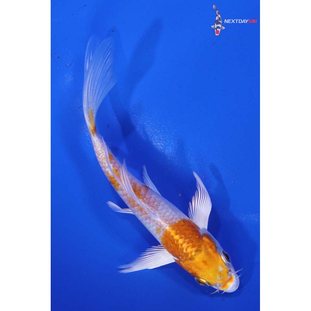 5” Imported Hariwake Butterfly Koi