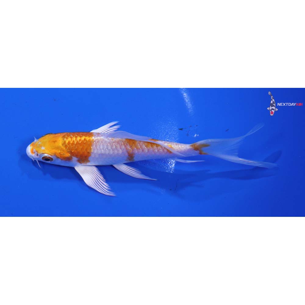 5” Imported Hariwake Butterfly Koi