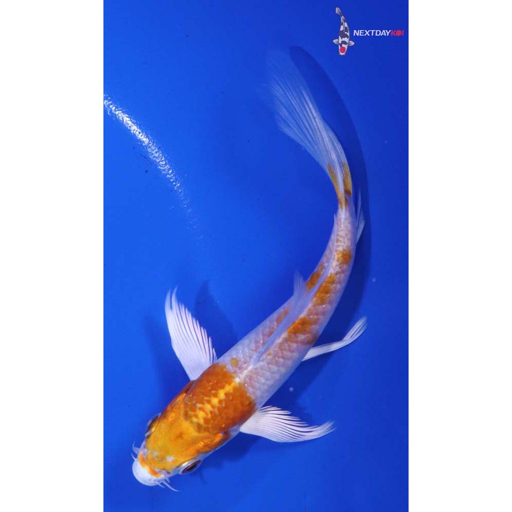 5” Imported Hariwake Butterfly Koi