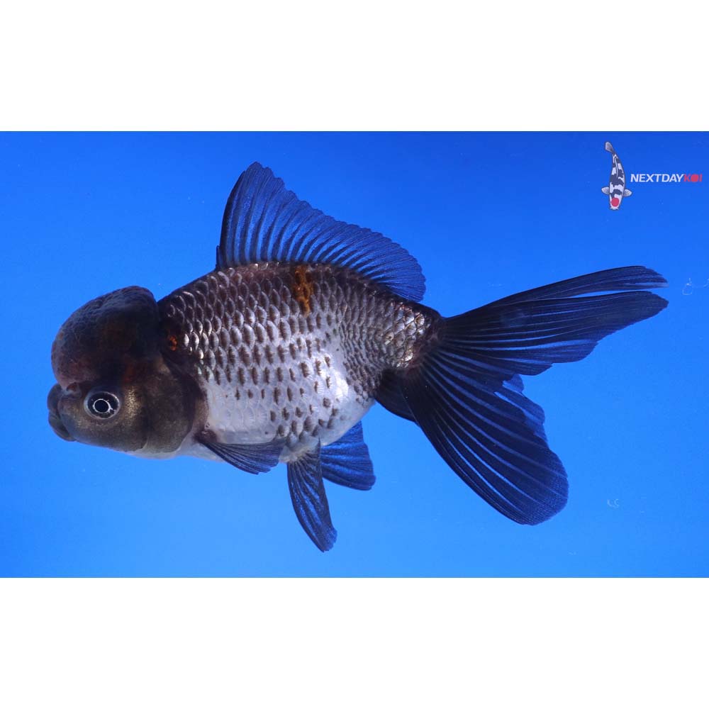 4.5” Imported Tri Color Panda Oranda