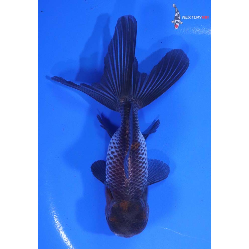 4.5” Imported Tri Color Panda Oranda