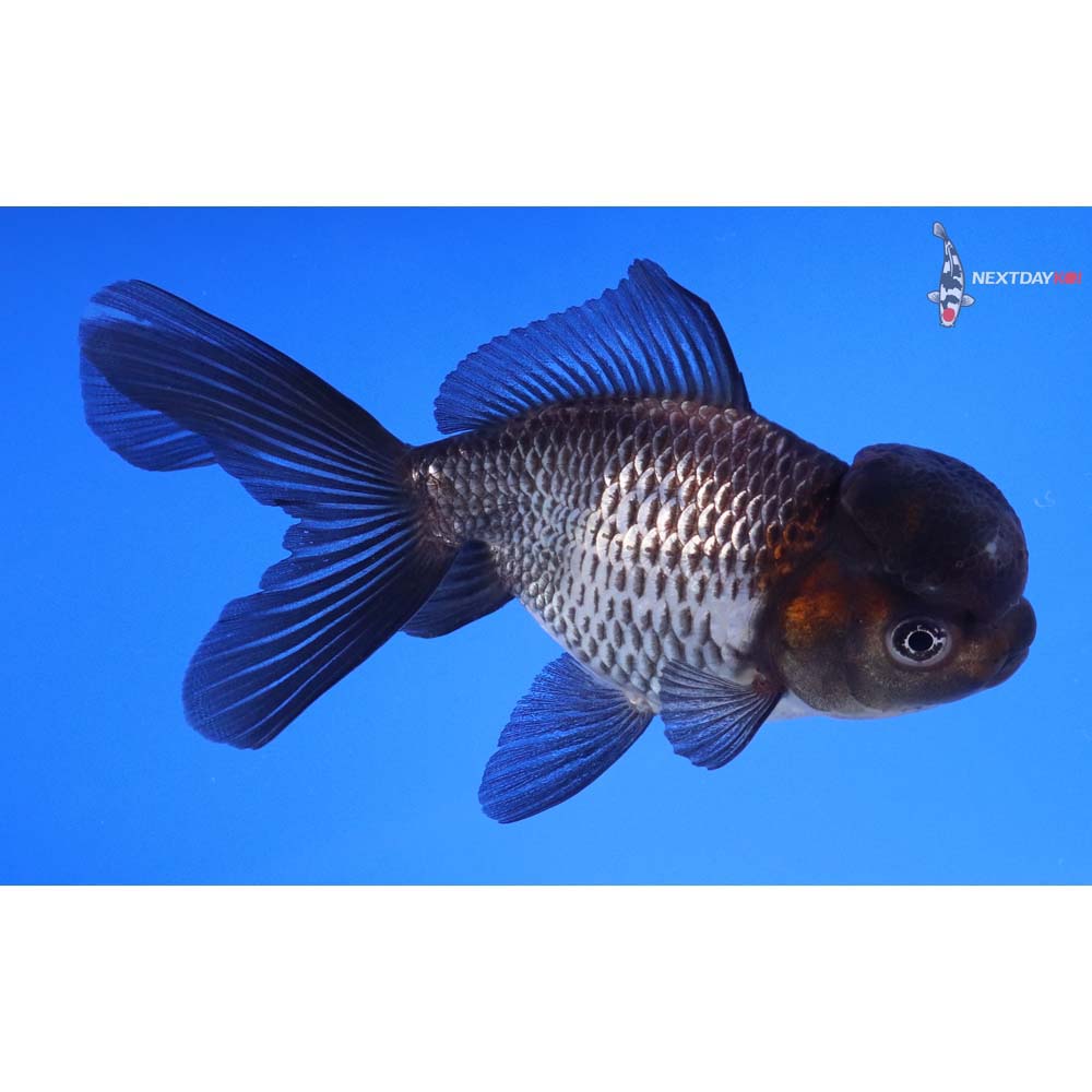 4.5” Imported Tri Color Panda Oranda