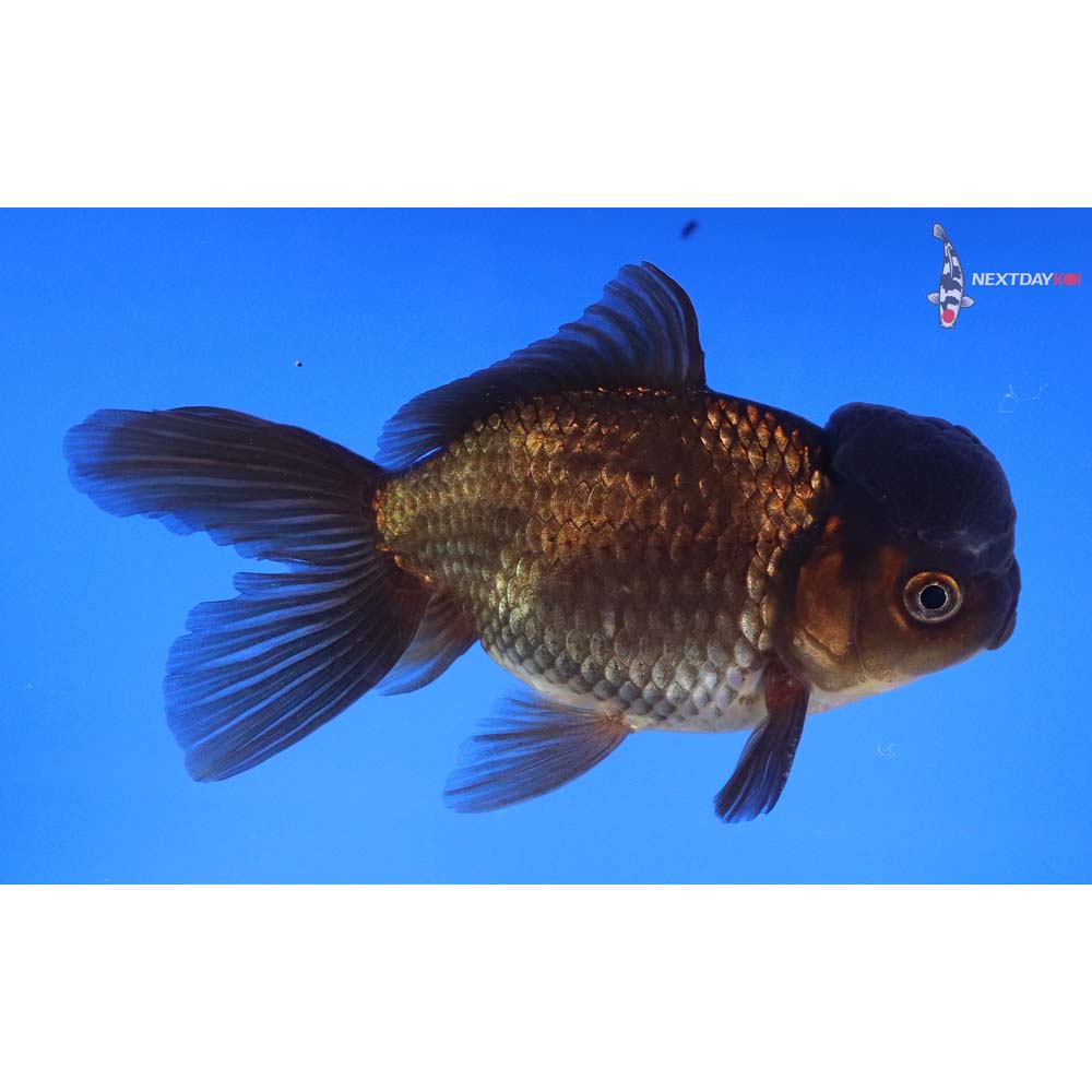 4.5” Imported Bronze Oranda