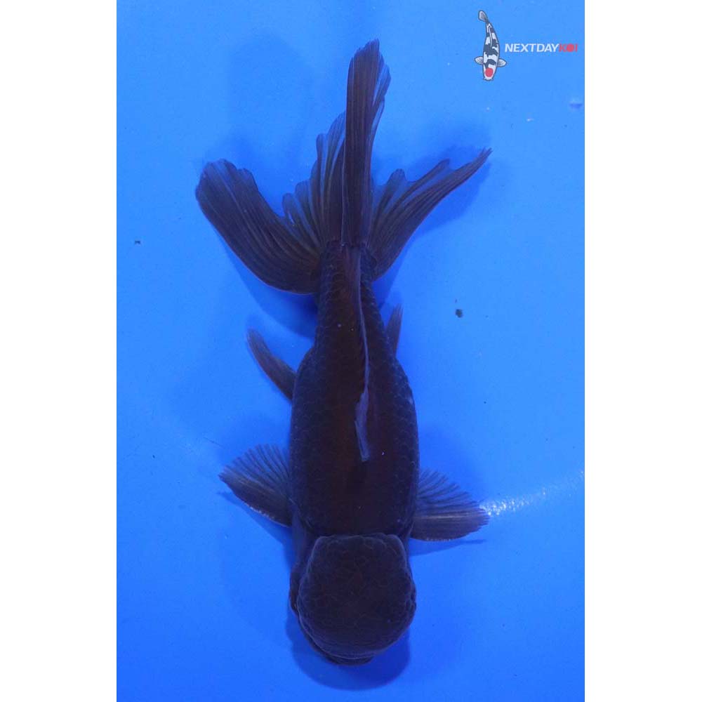 4.5” Imported Bronze Oranda