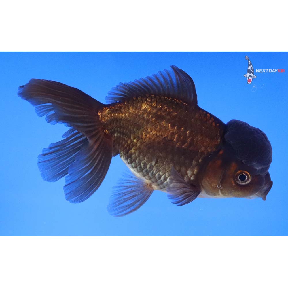 4.5” Imported Bronze Oranda