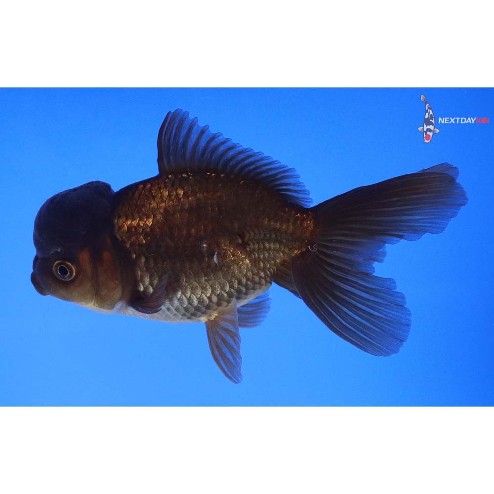 4.5” Imported Bronze Oranda