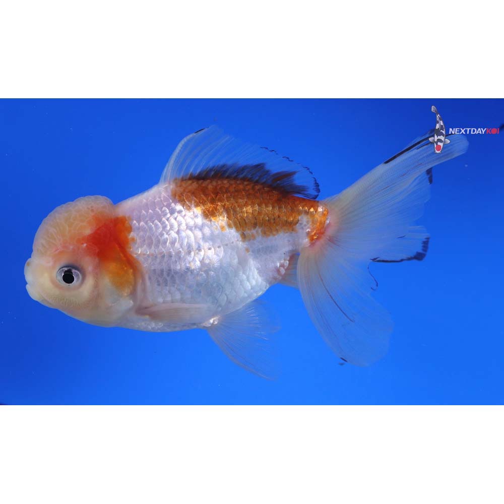 5” Imported Tri Color Panda Oranda