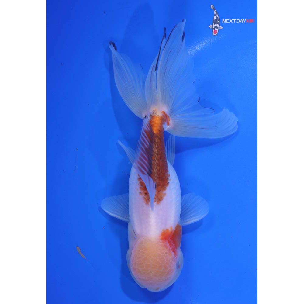 5” Imported Tri Color Panda Oranda