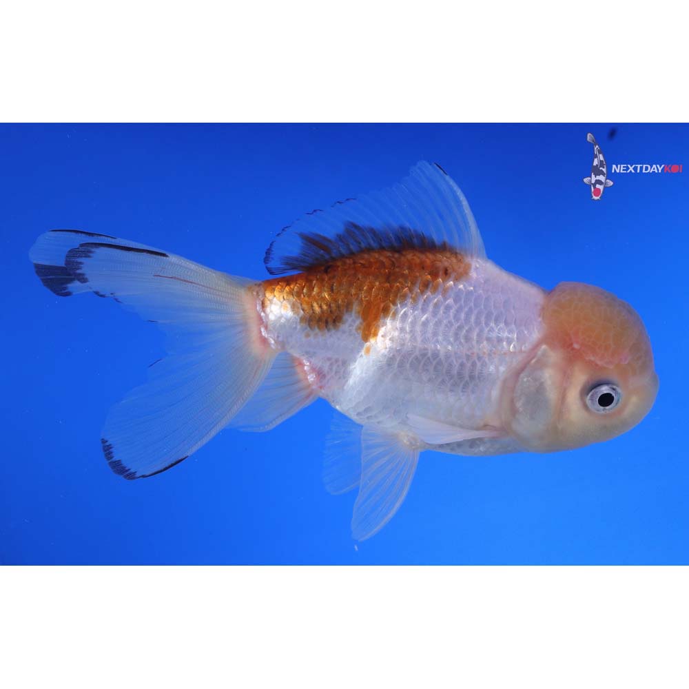 5” Imported Tri Color Panda Oranda