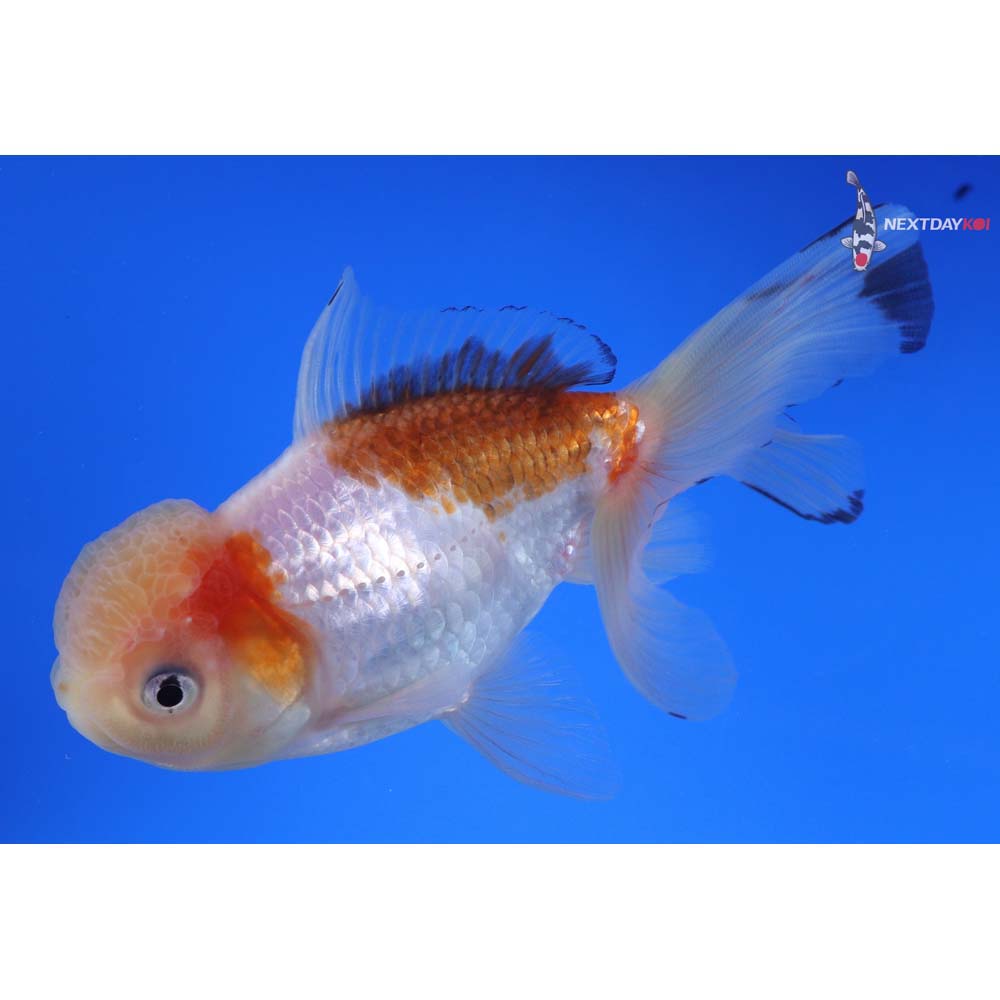 5” Imported Tri Color Panda Oranda