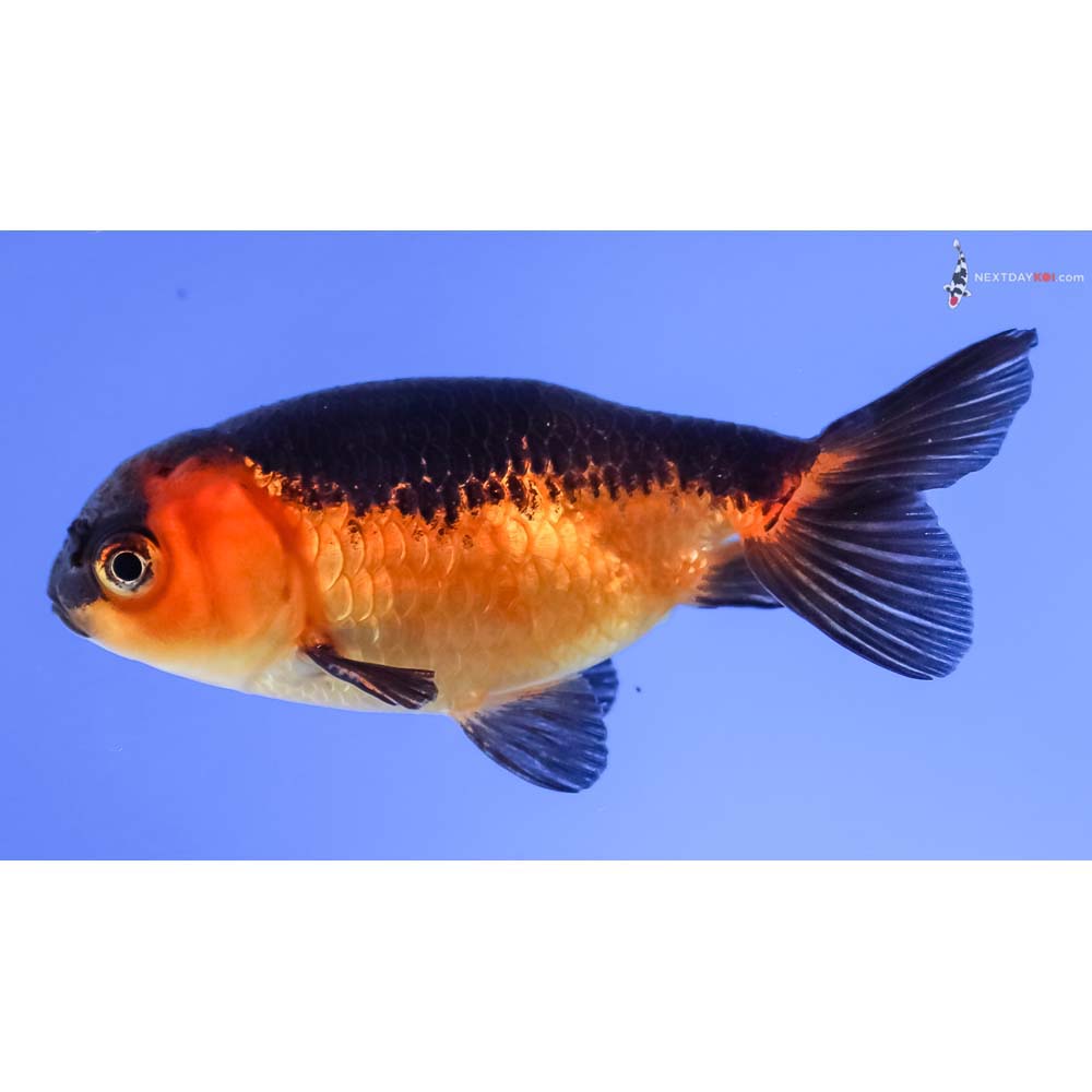 3” Imported Red and Black Ranchu
