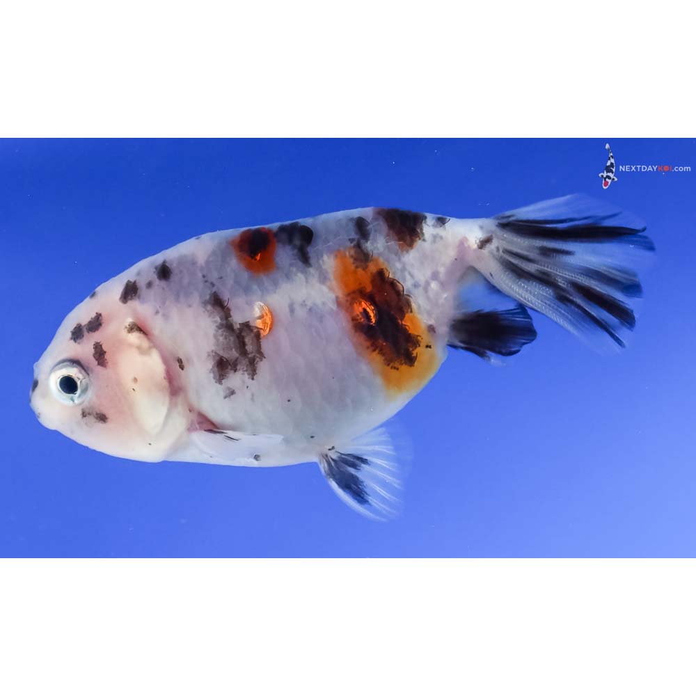 3” Imported Calico Ranchu