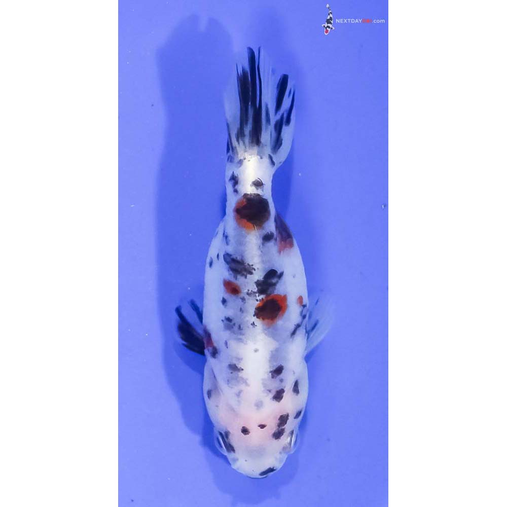 3” Imported Calico Ranchu