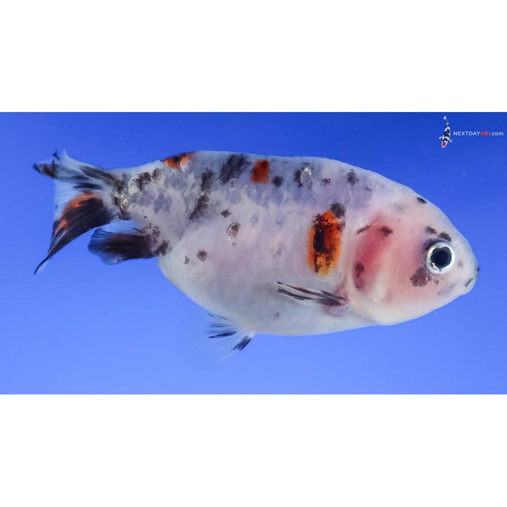 3” Imported Calico Ranchu