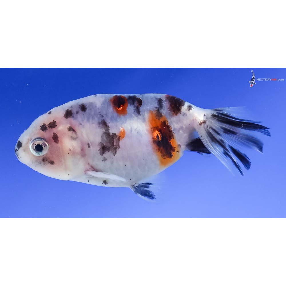 3” Imported Calico Ranchu