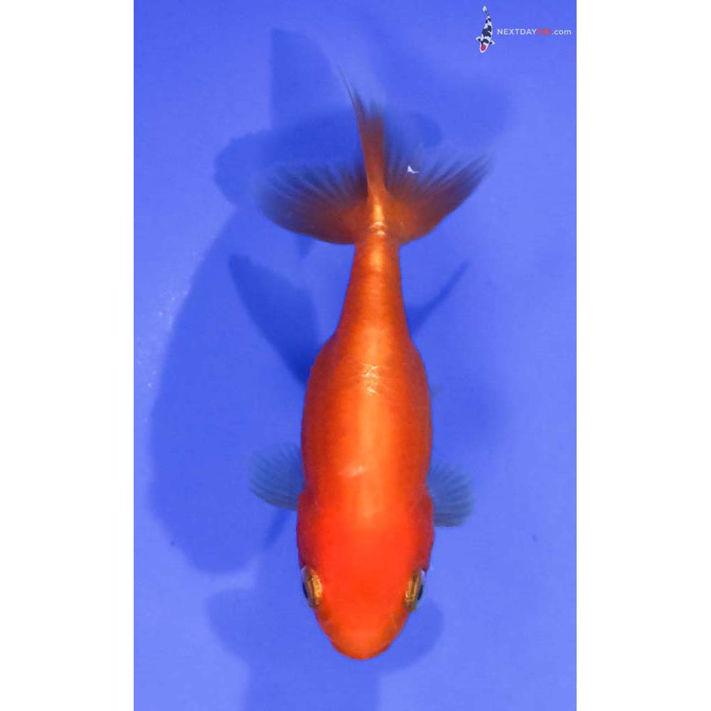 3” Imported Red Ranchu