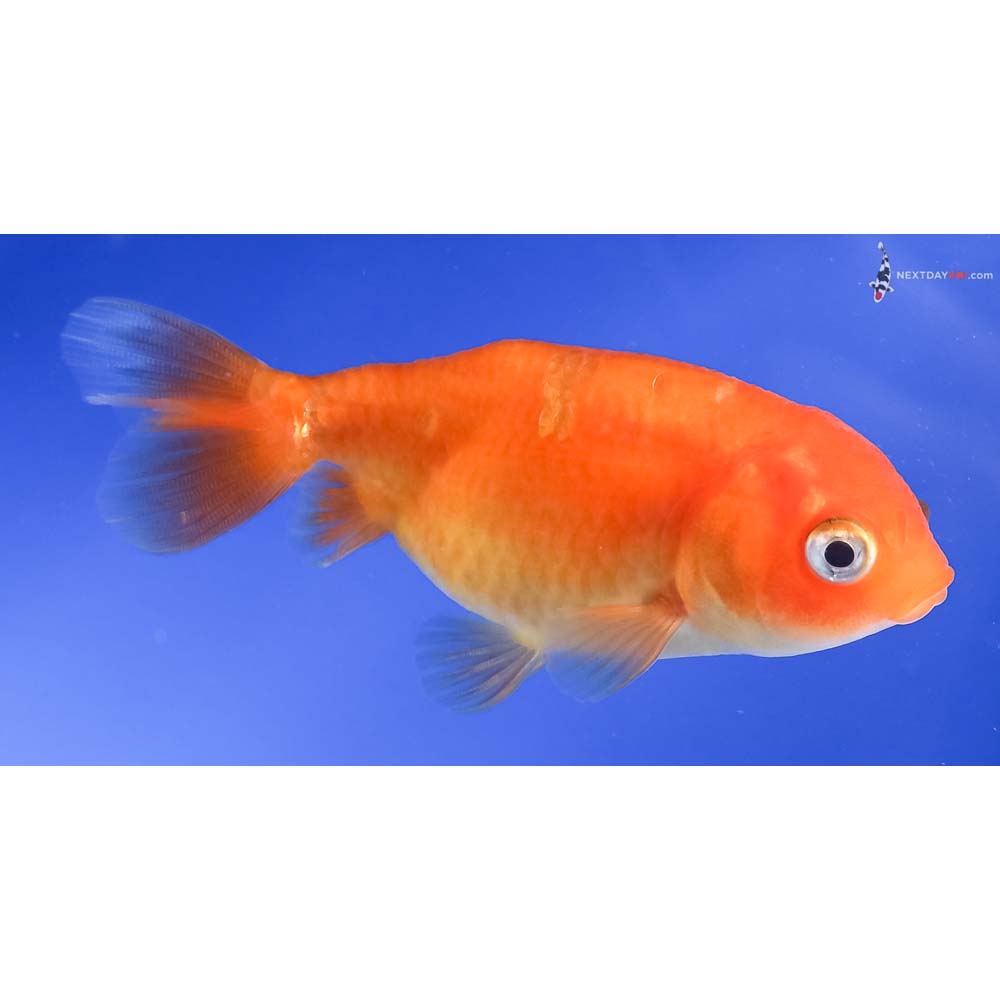 3” Imported Red Ranchu