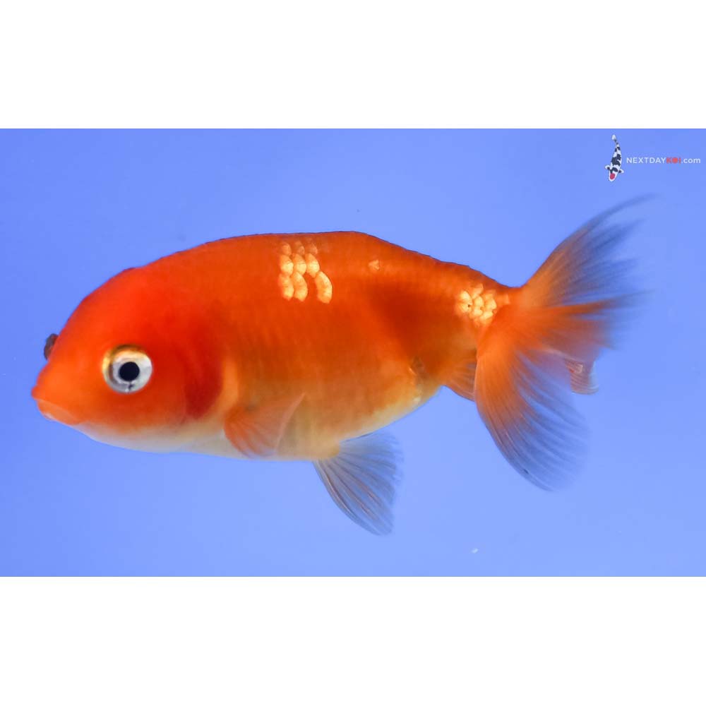 3” Imported Red Ranchu