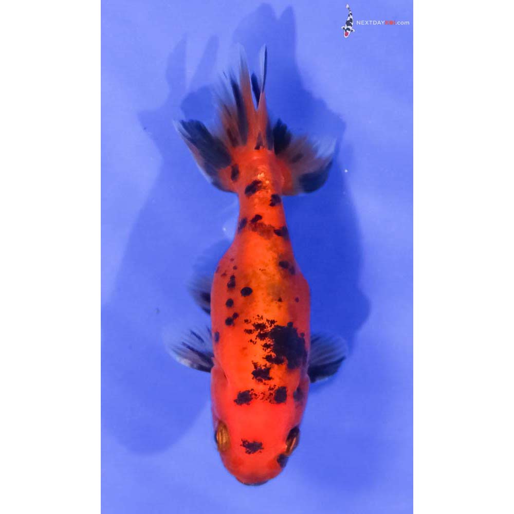 3.5” Imported Calico Ranchu