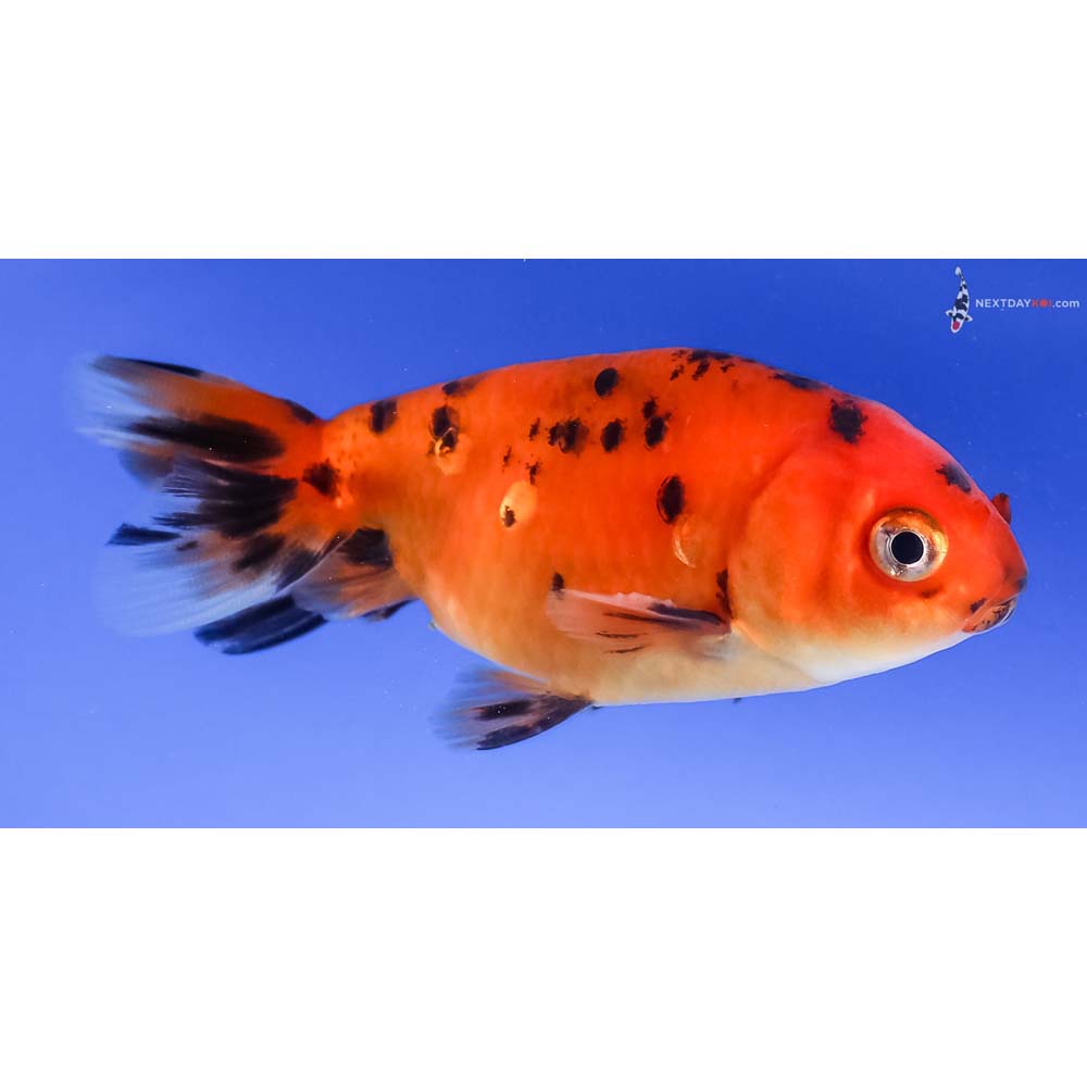 3.5” Imported Calico Ranchu