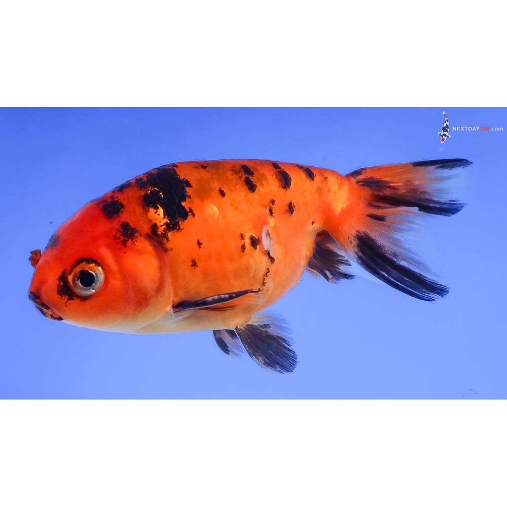 3.5” Imported Calico Ranchu