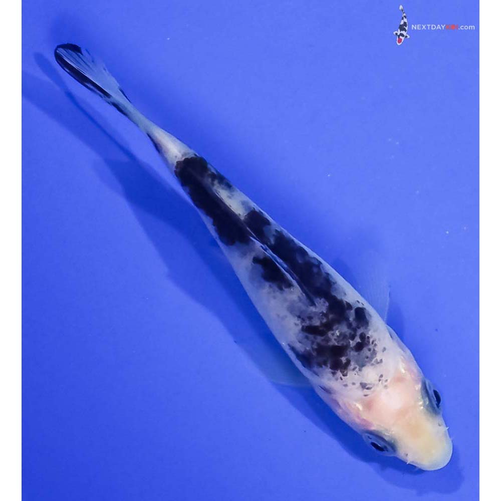 3” Imported Shiro Bekko