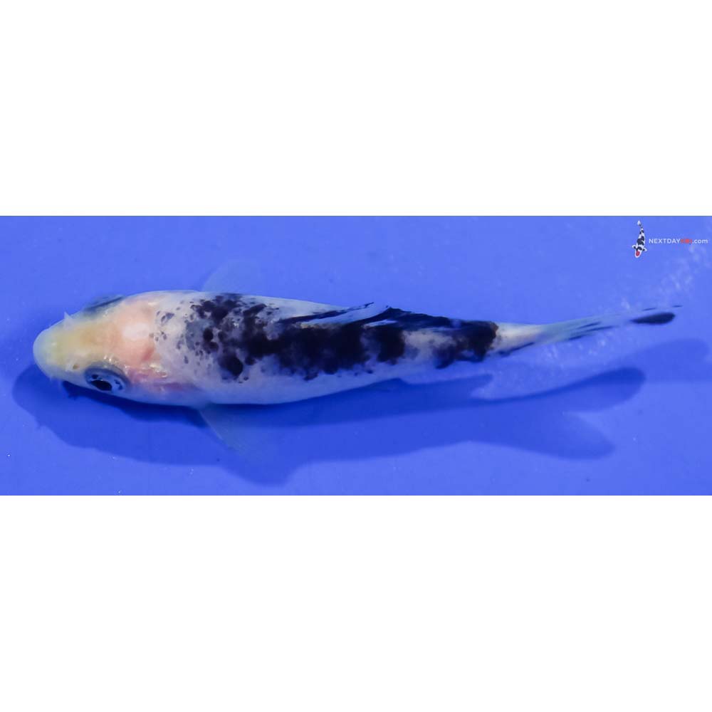 3” Imported Shiro Bekko