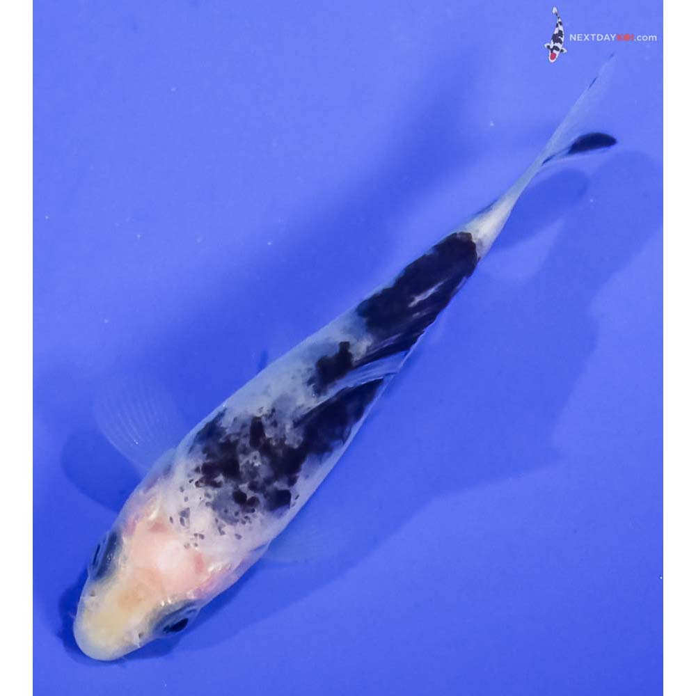 3” Imported Shiro Bekko