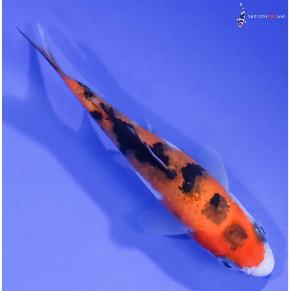 3” Imported Aka Sanke