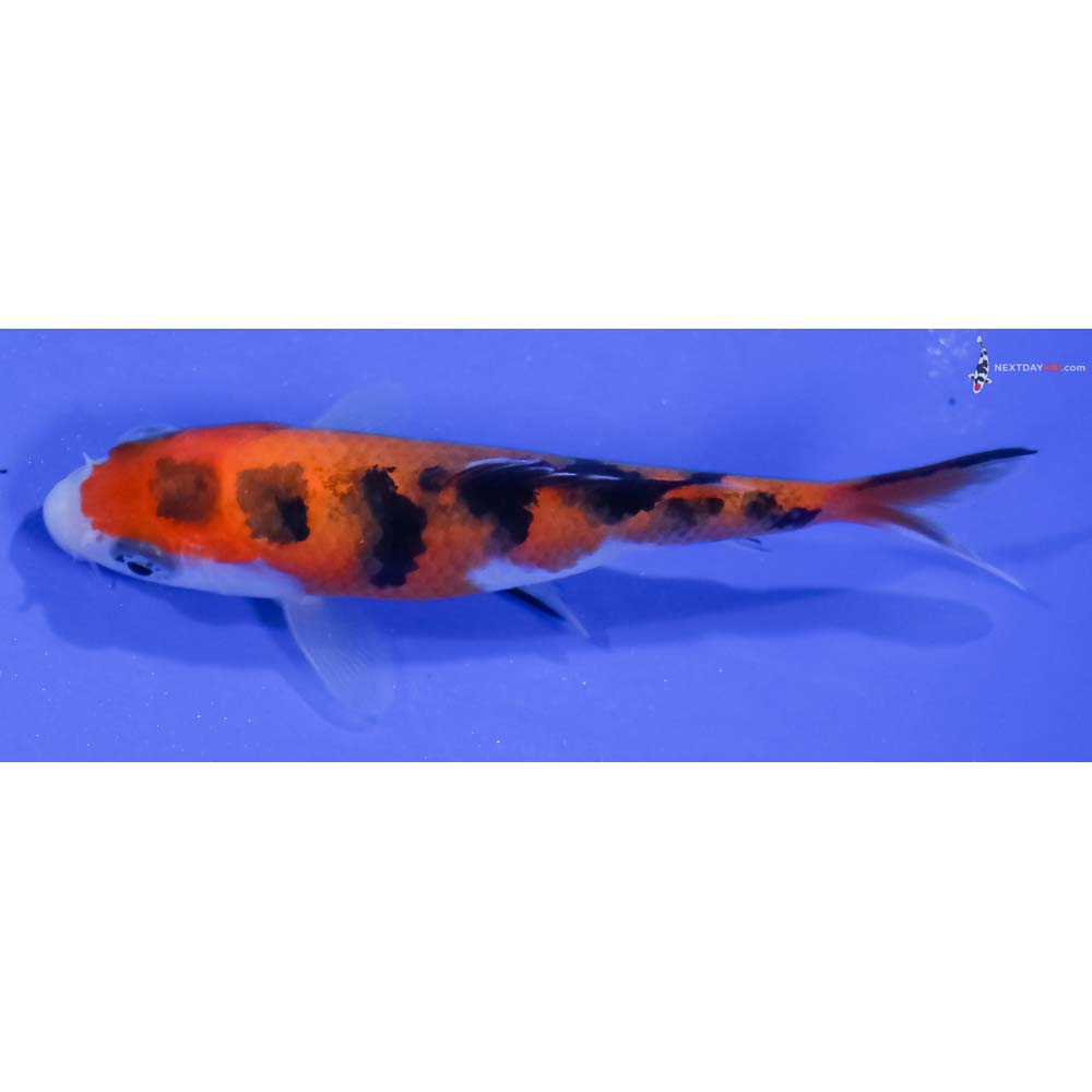 3” Imported Aka Sanke