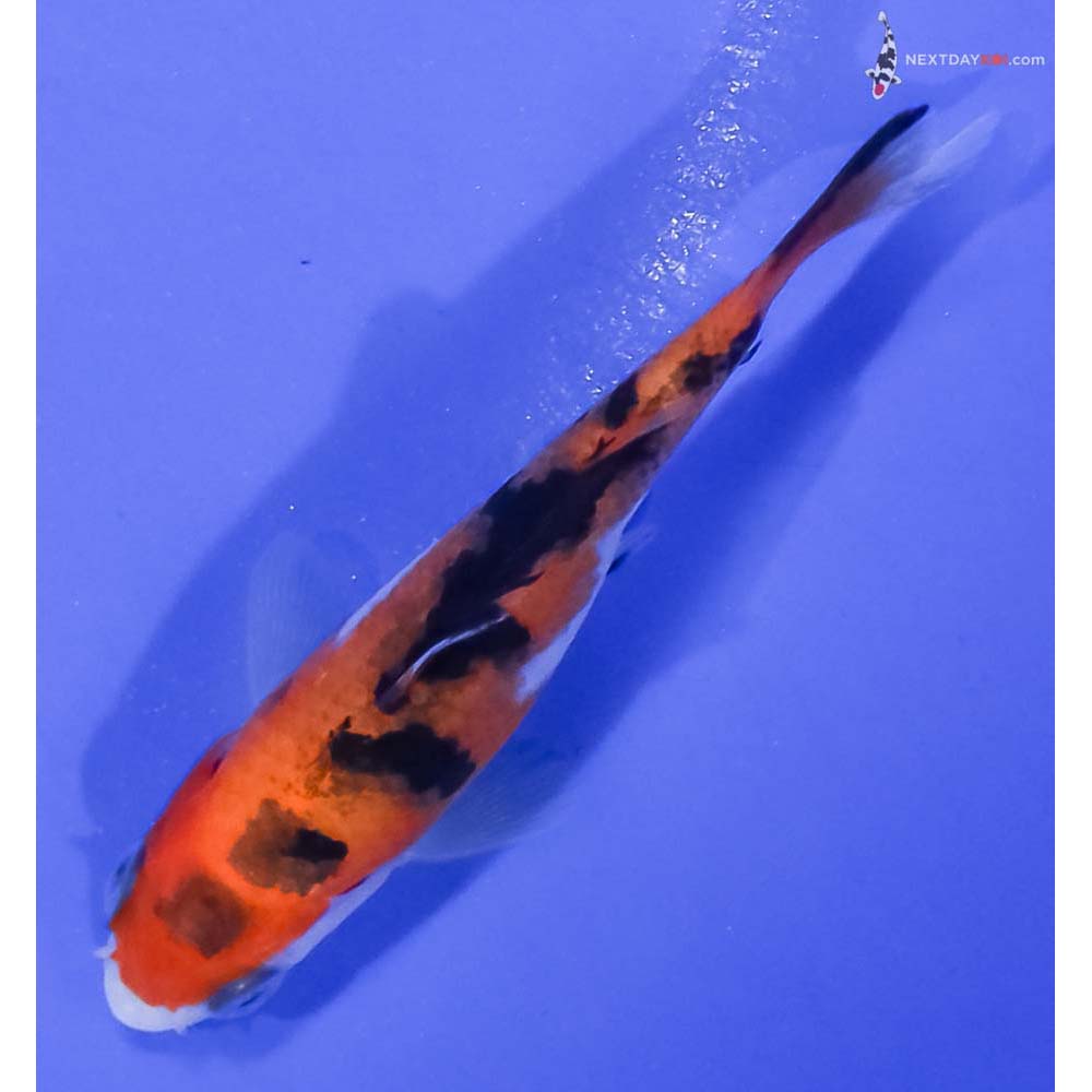 3” Imported Aka Sanke