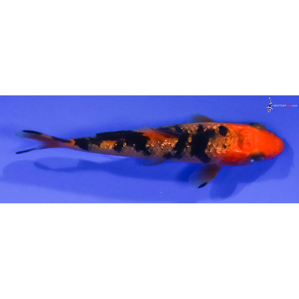 3” Imported Gin Rin Aka Bekko