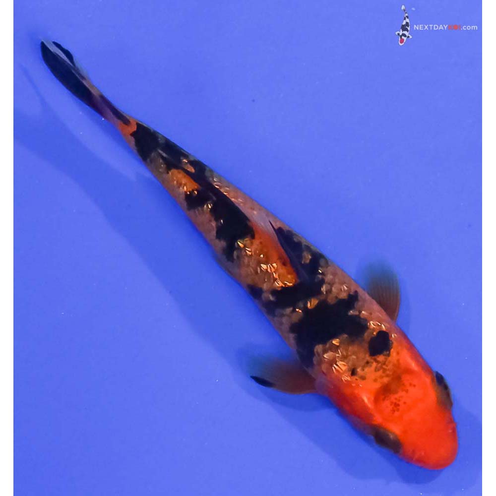 3” Imported Gin Rin Aka Bekko