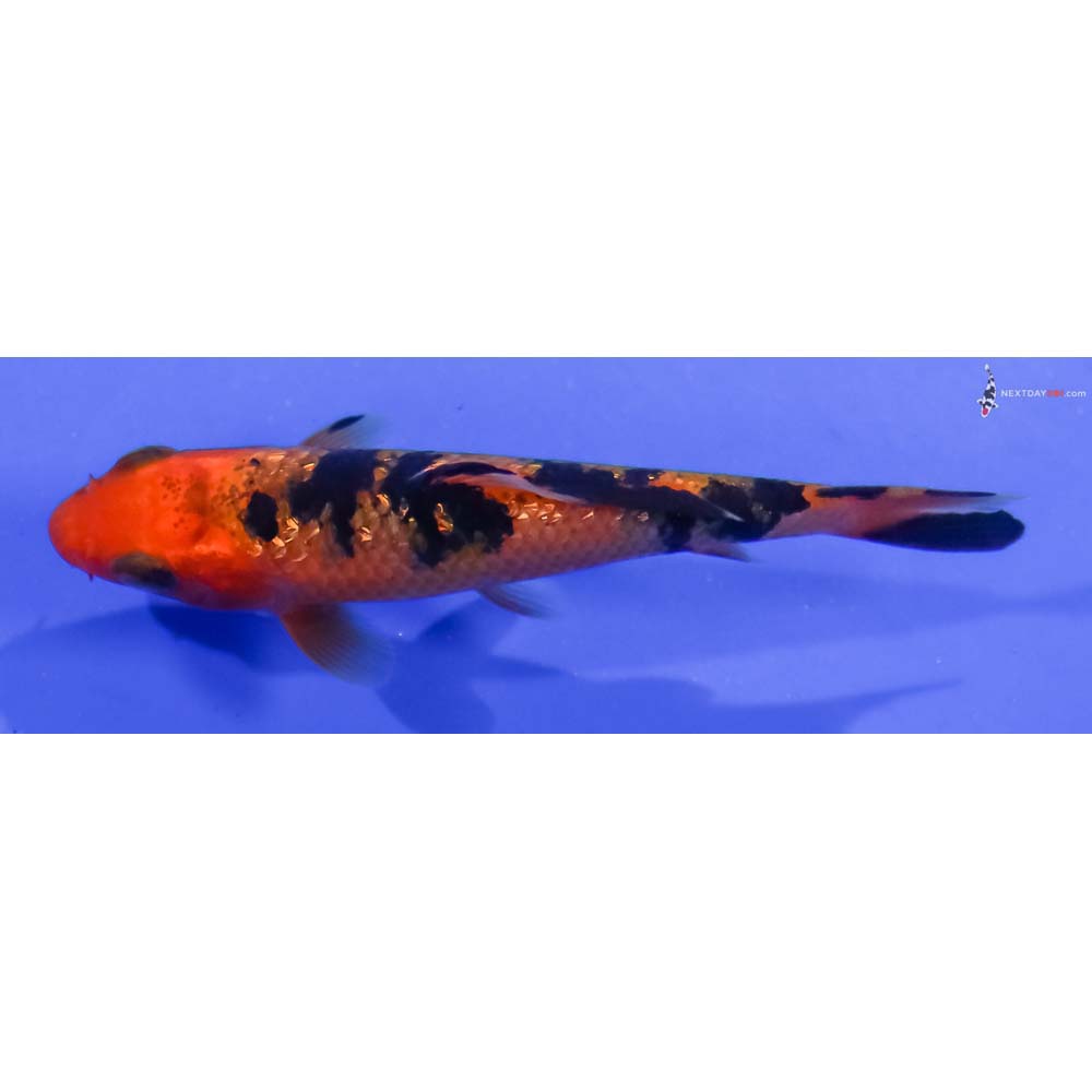 3” Imported Gin Rin Aka Bekko