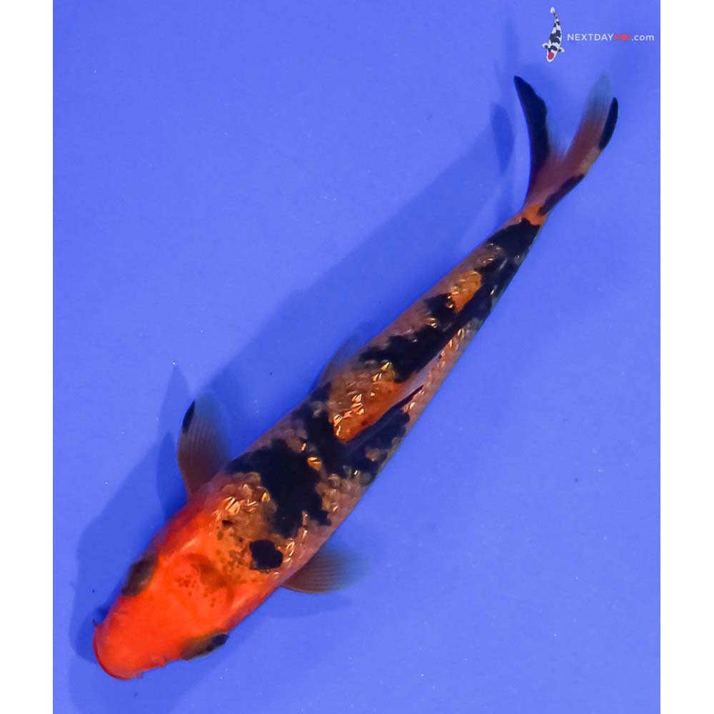 3” Imported Gin Rin Aka Bekko