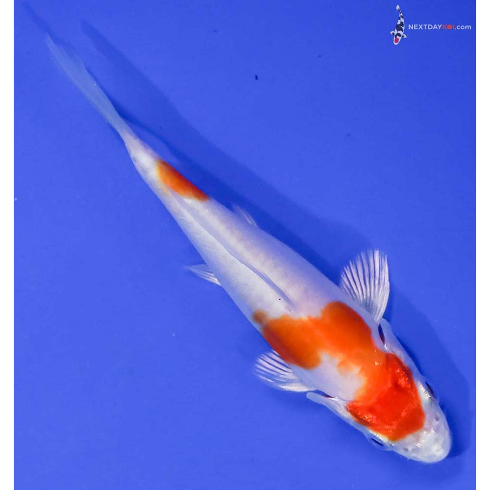 3.5” Imported Kikusui