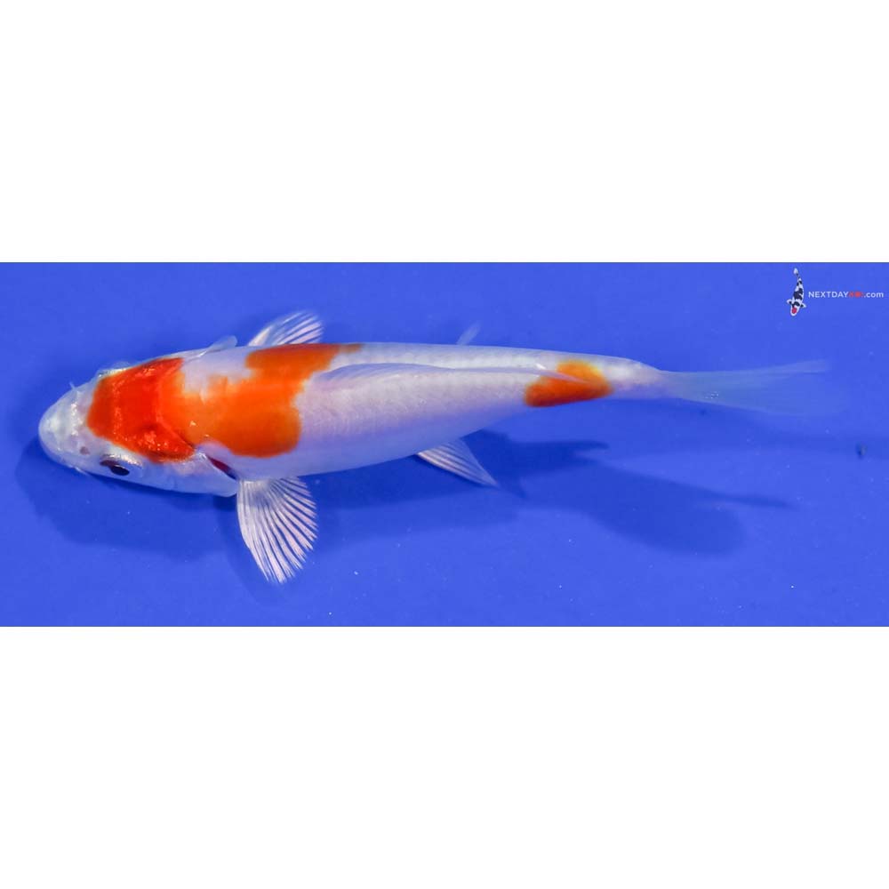 3.5” Imported Kikusui