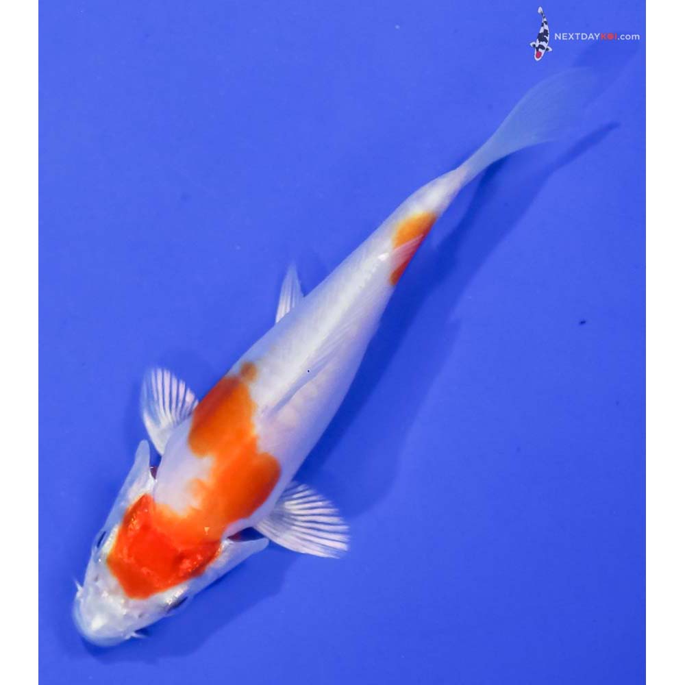 3.5” Imported Kikusui