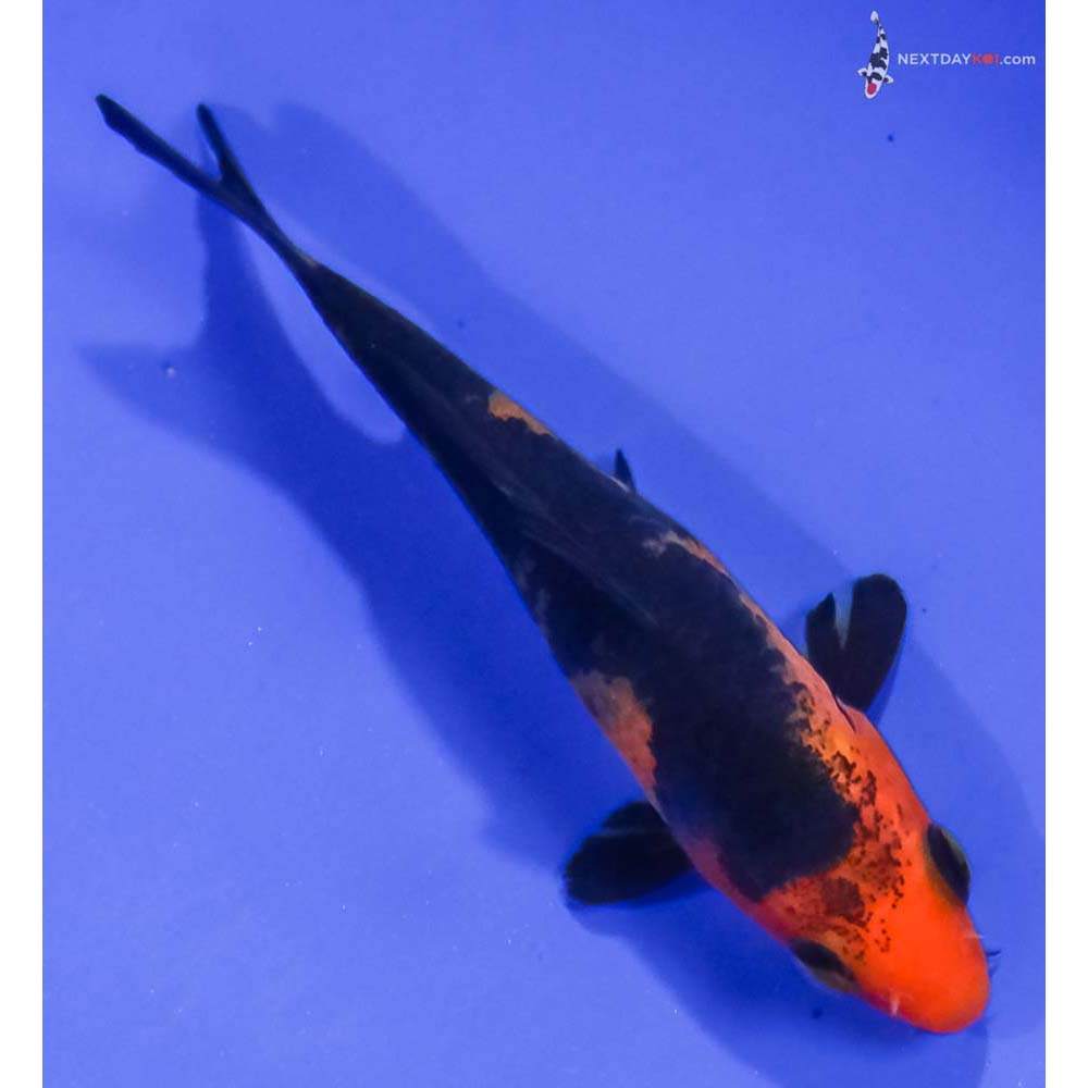 3.5” Imported Aka Bekko