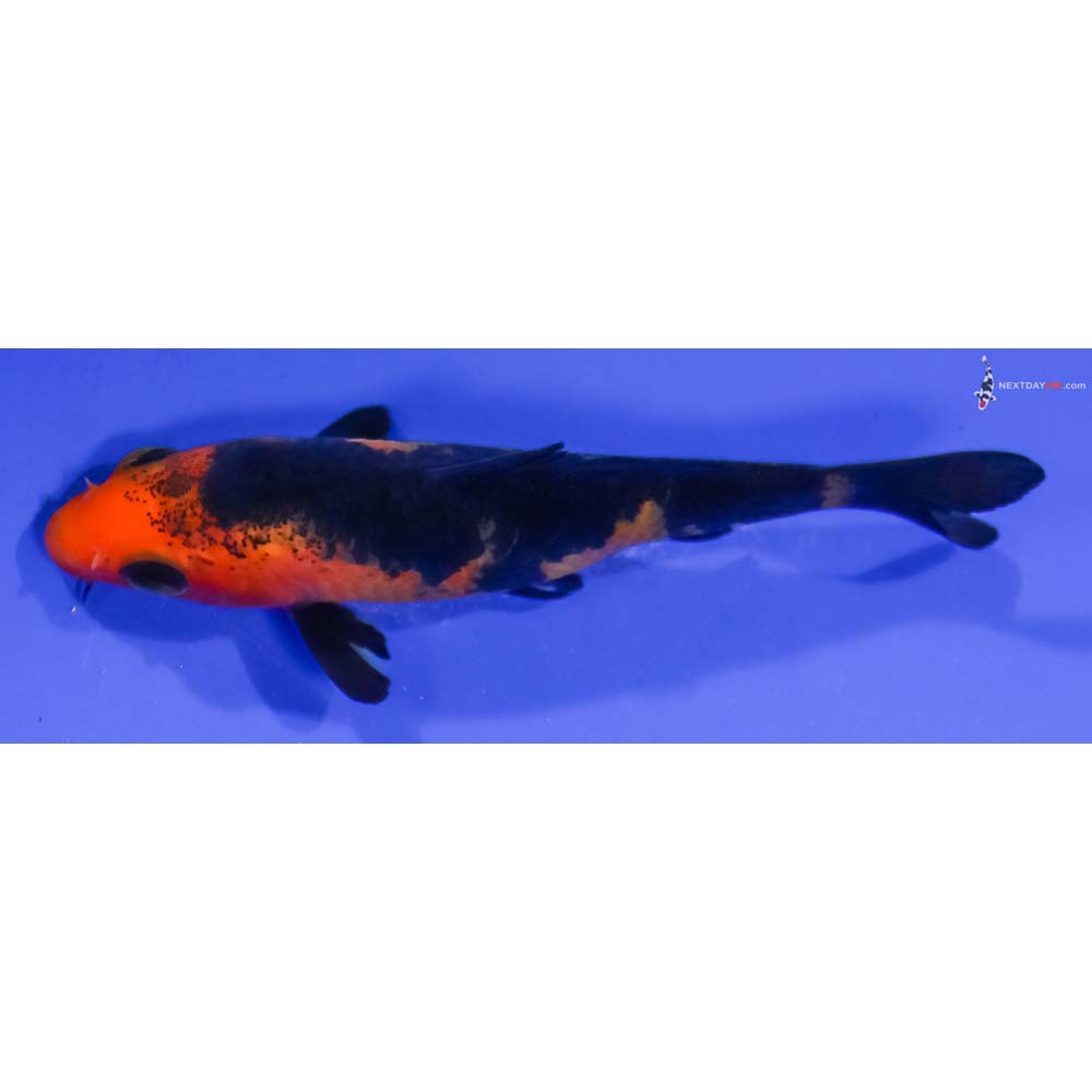 3.5” Imported Aka Bekko