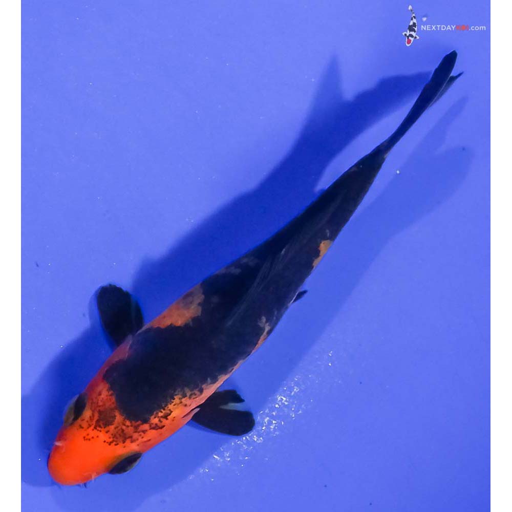 3.5” Imported Aka Bekko