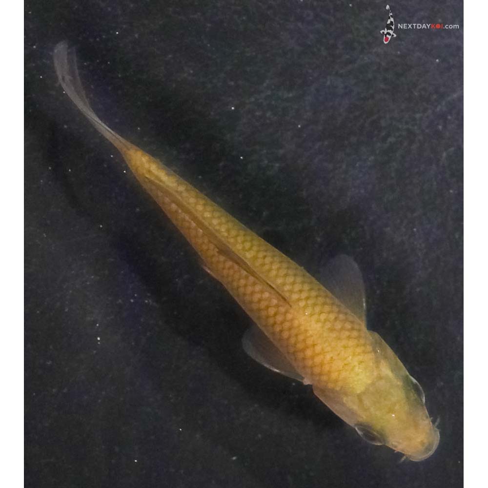 3” Imported Chagoi