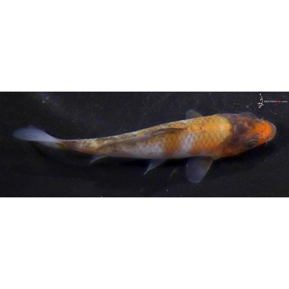 3.5” Imported Ochiba Shigure