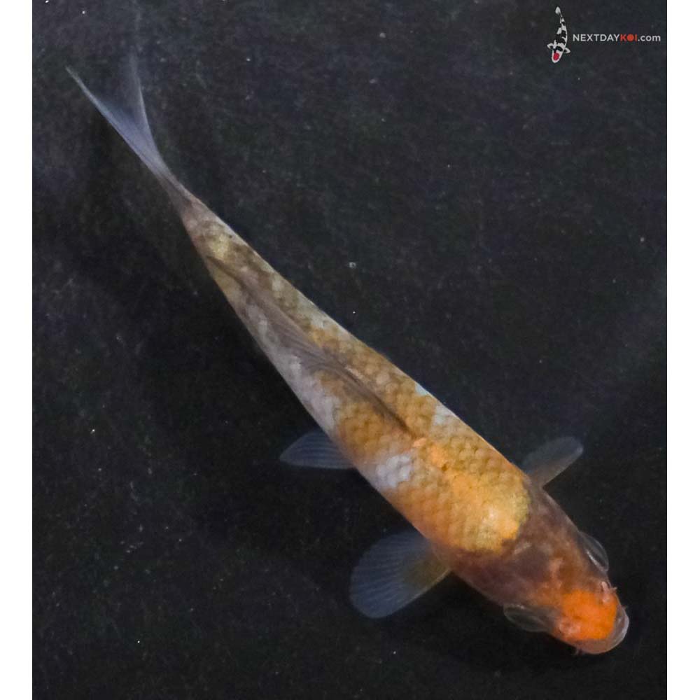 3.5” Imported Ochiba Shigure