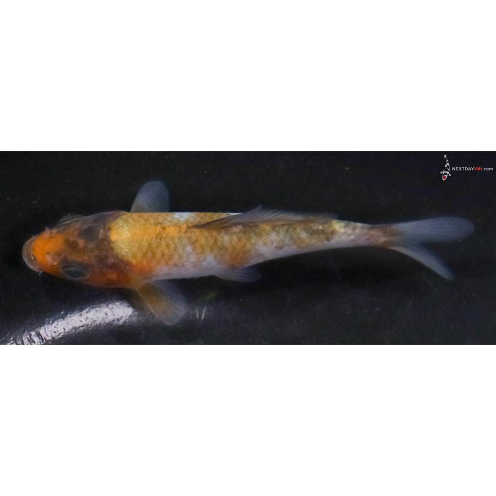 3.5” Imported Ochiba Shigure