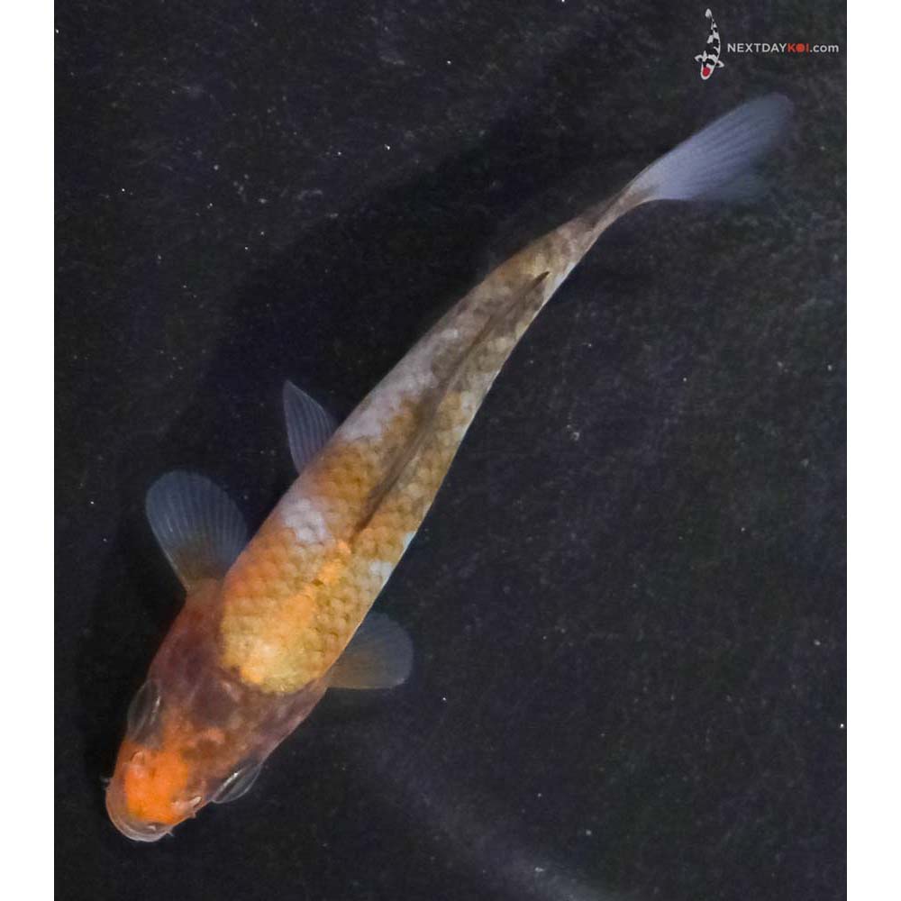 3.5” Imported Ochiba Shigure