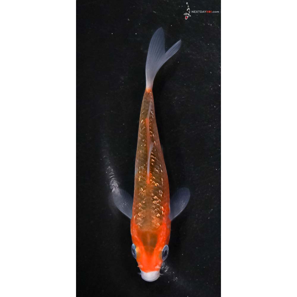 3.5” Imported Gin Rin Goromo