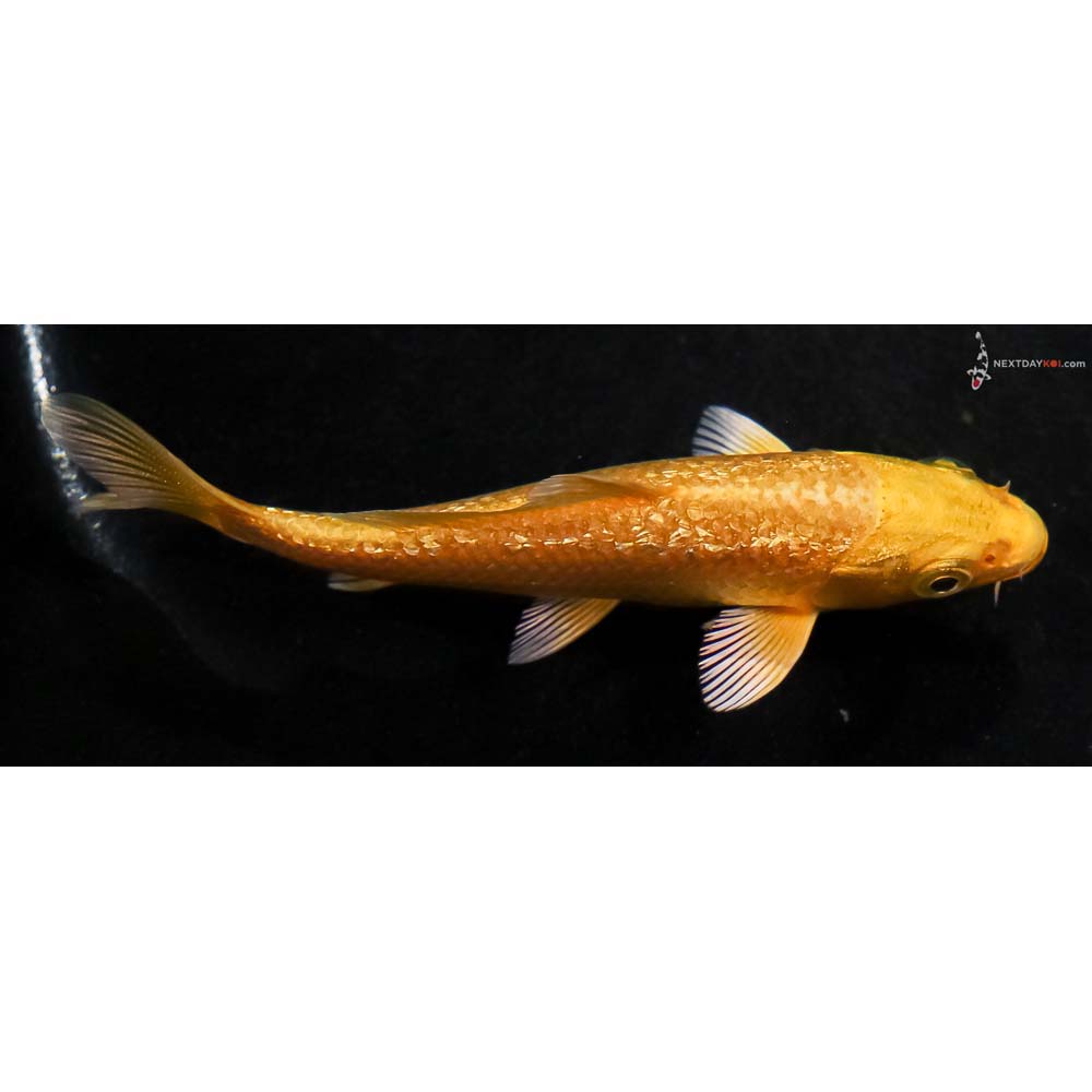 4” Imported Gin Rin Yamabuki Ogon