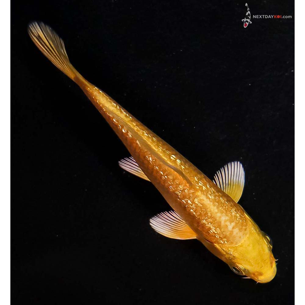 4” Imported Gin Rin Yamabuki Ogon