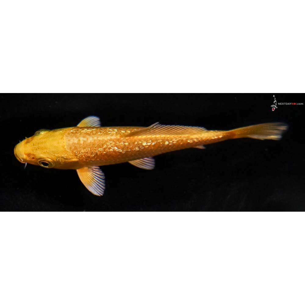 4” Imported Gin Rin Yamabuki Ogon